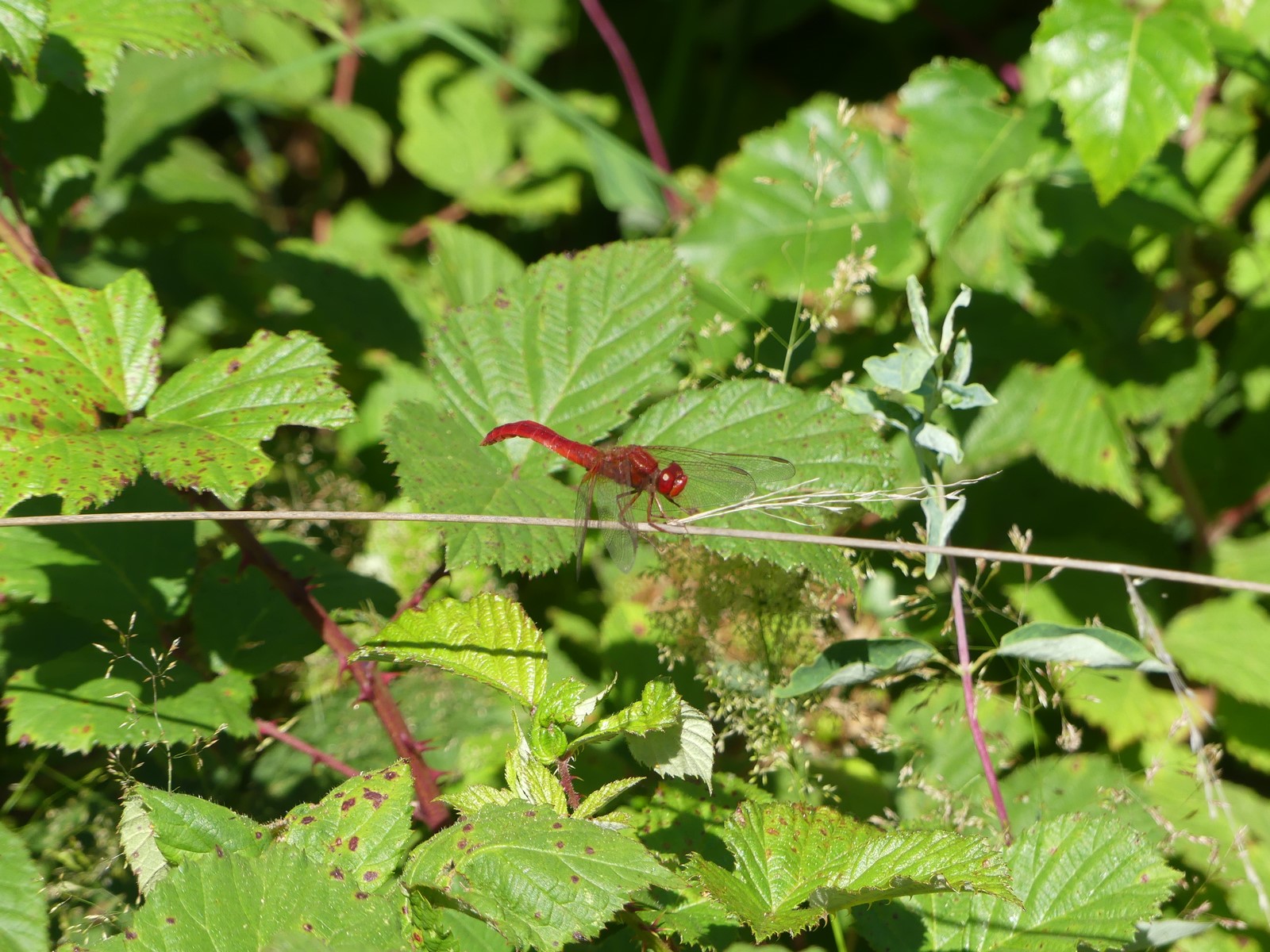 Crocothemis erythrea femelle