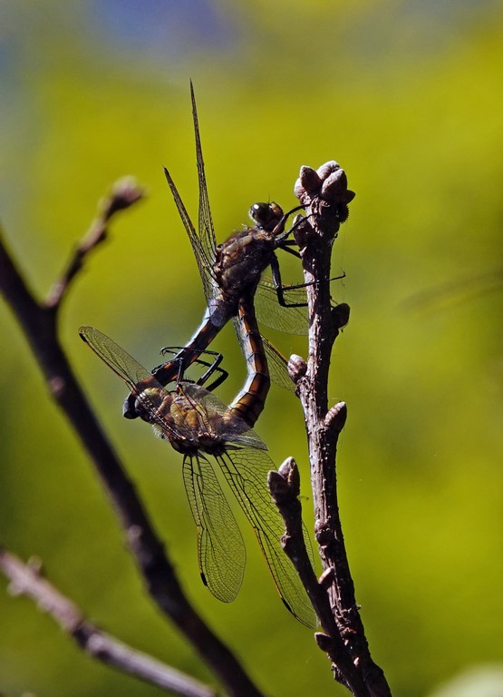 Orthetrum cancellatum coeur copulatoire