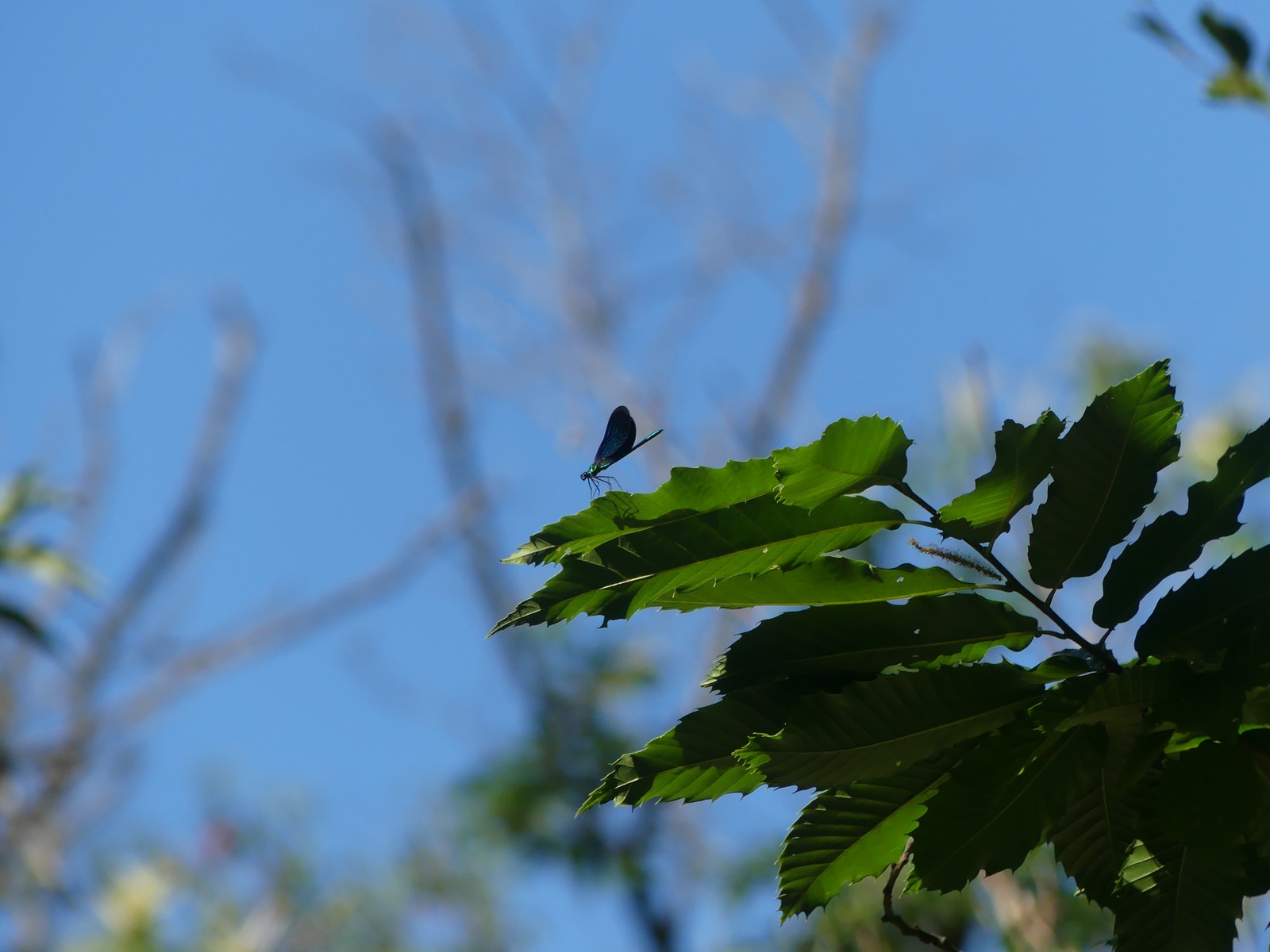 Clopterix virgo mâle dans la forêt en bord de chemin
