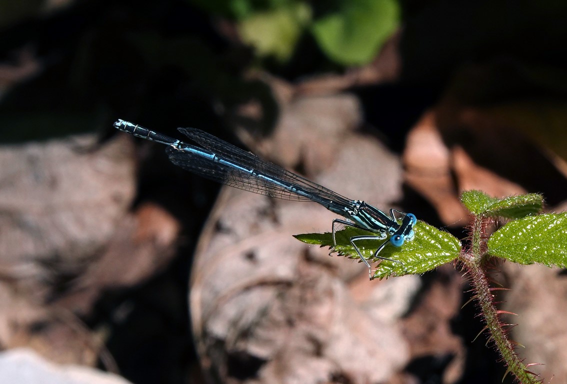 Platycnemis pennipes (pennipatte bleuâtre)