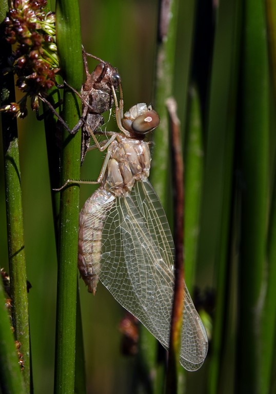 Emergence de libellulidae
