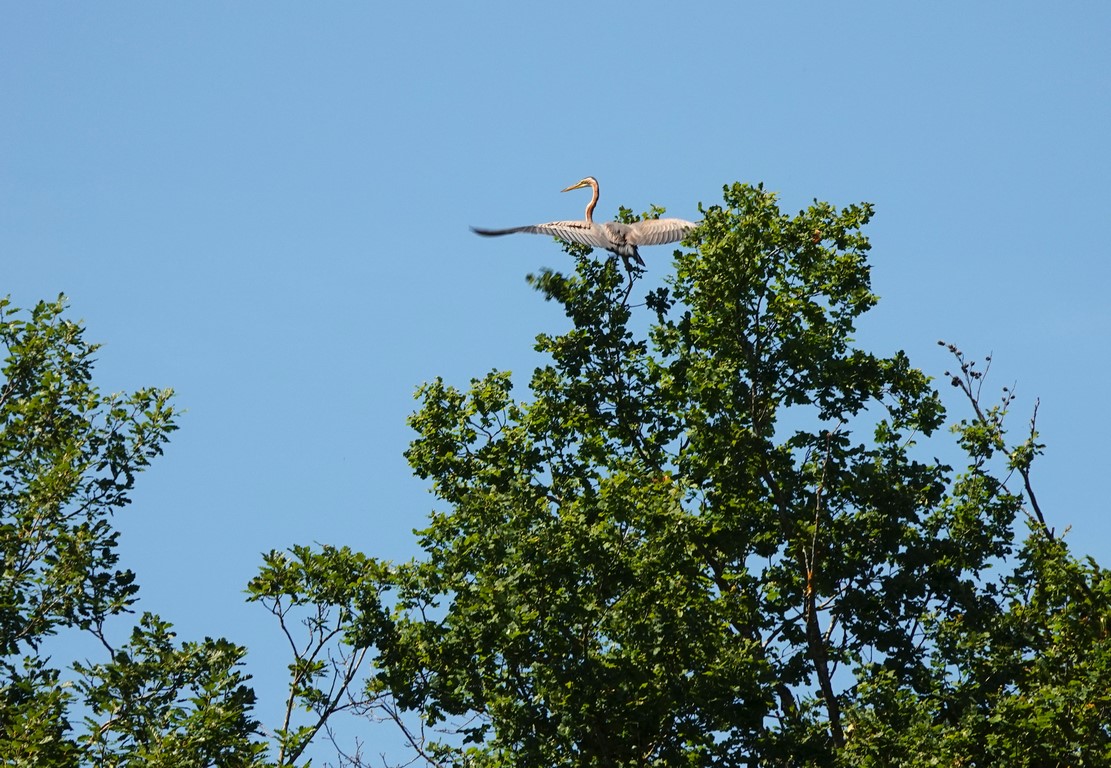 Tines ! un héron pourpré (Ardea purpurea, ce n'est pas un odonate :))