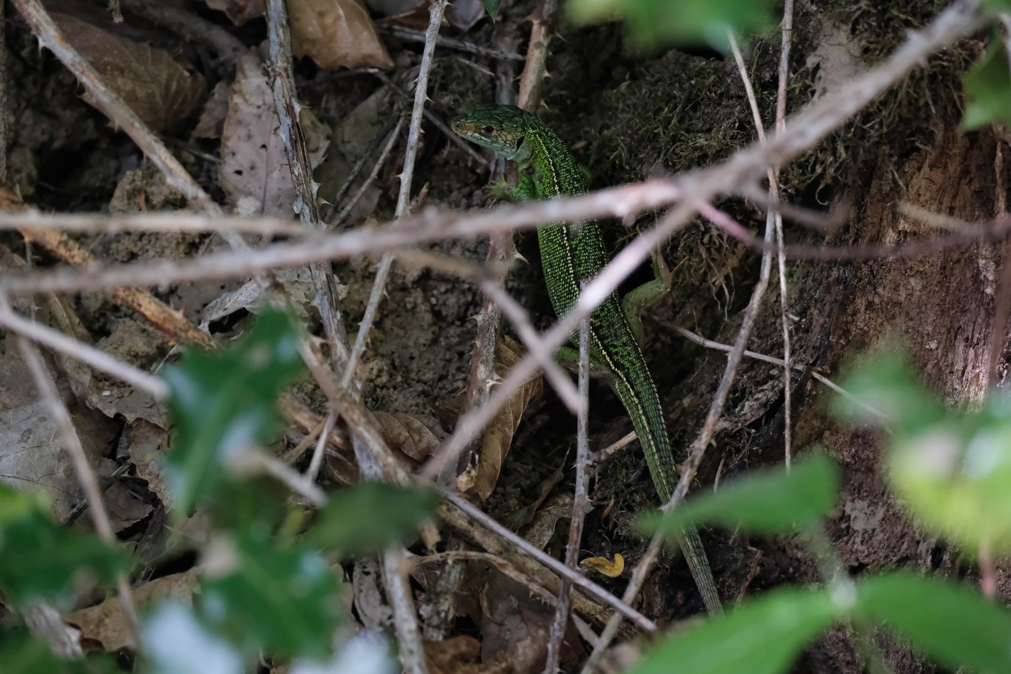 Lézard vert femelle (photo A.Gibrat)