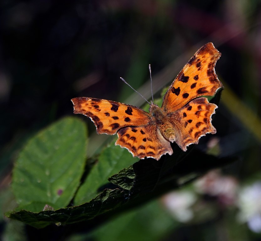 Papillon Robert-le-diable (Polygonia c-album)
