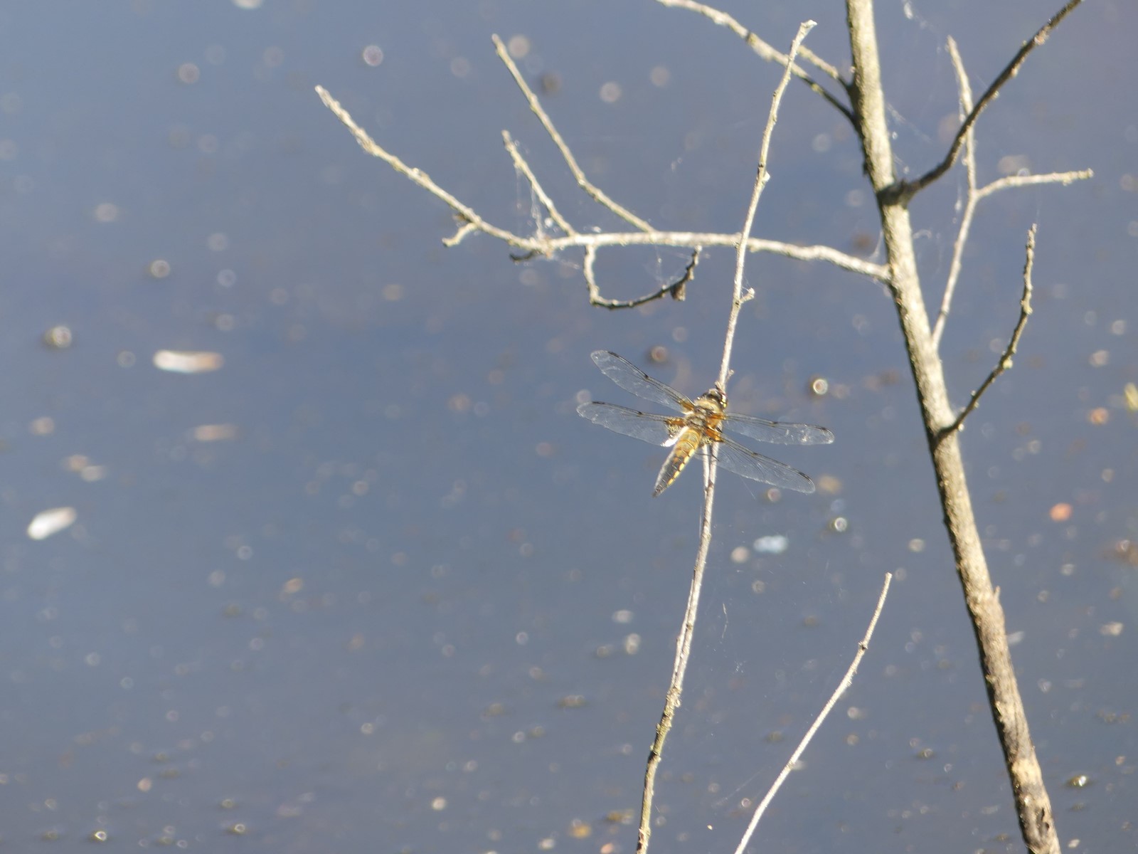 Libellula quadrimaculata femelle : libellule à 4 taches