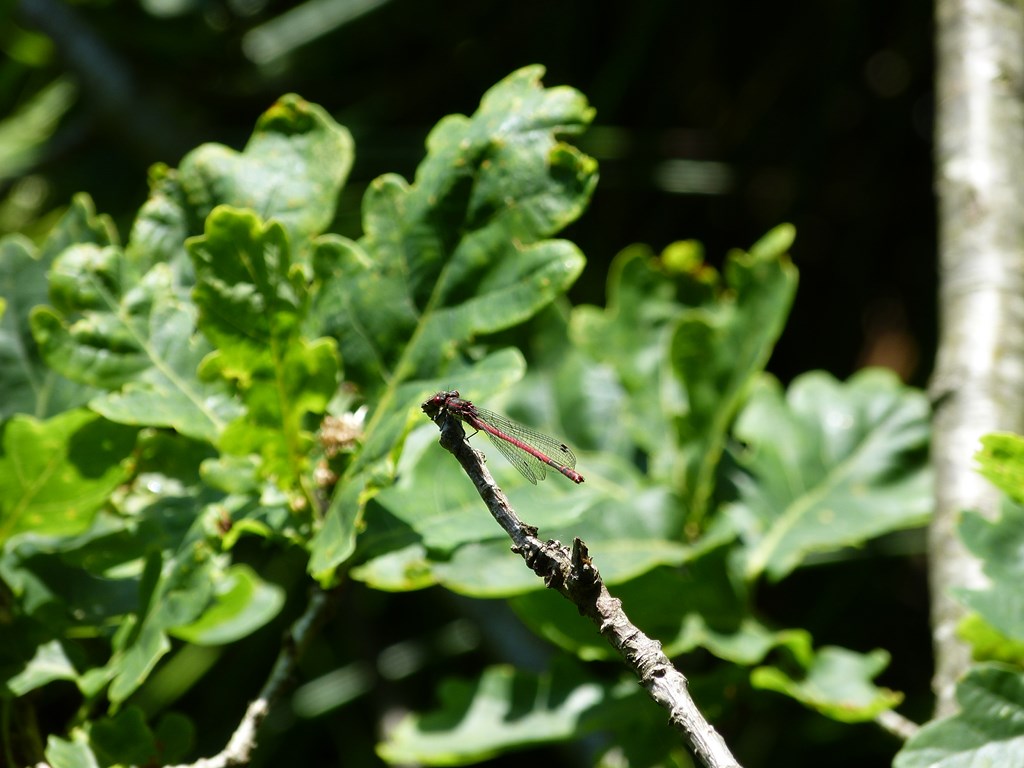 Petite nymphe au corps de feu (Pyrrhosoma Nymphula)