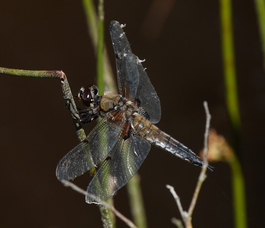 Libellula quadrimaculata (libellule à 4 taches) mâle