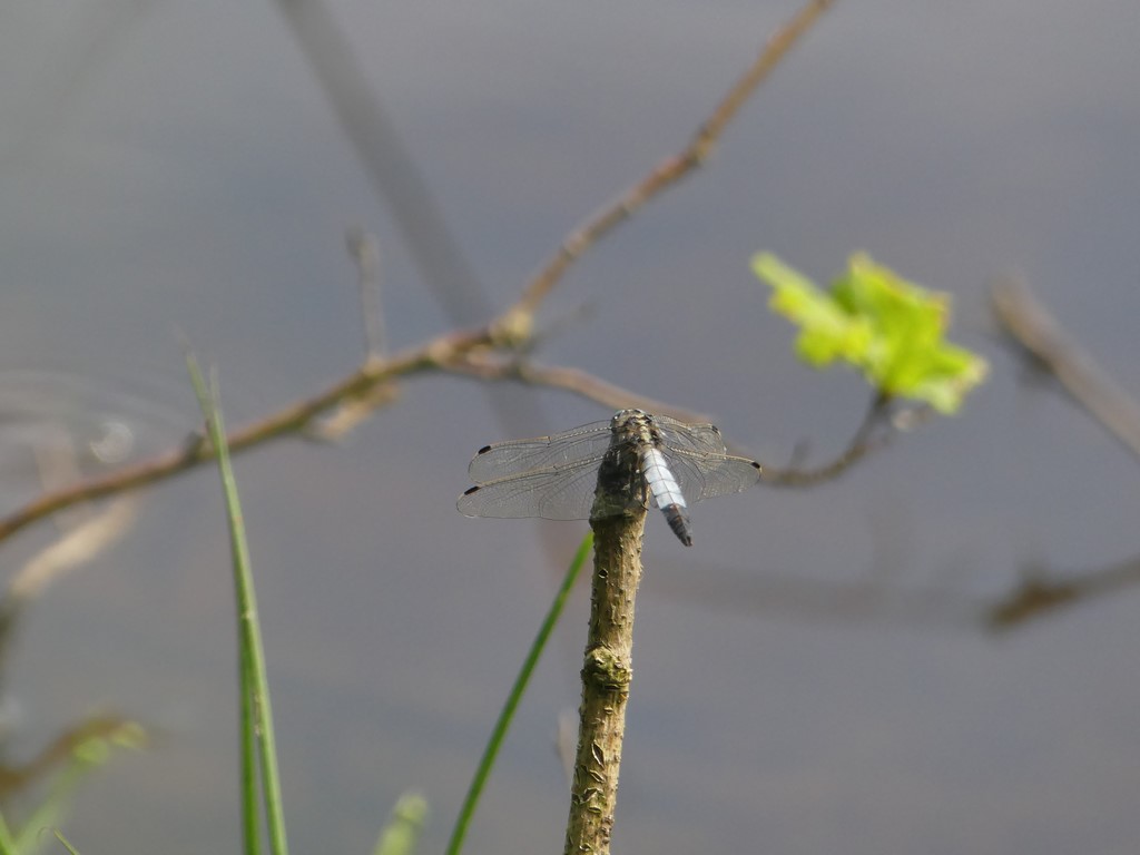Orthetrum à stylets blancs
