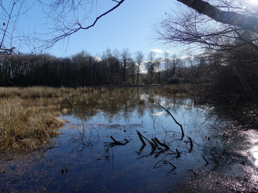 Et le Petit Coquet devient miroir ...