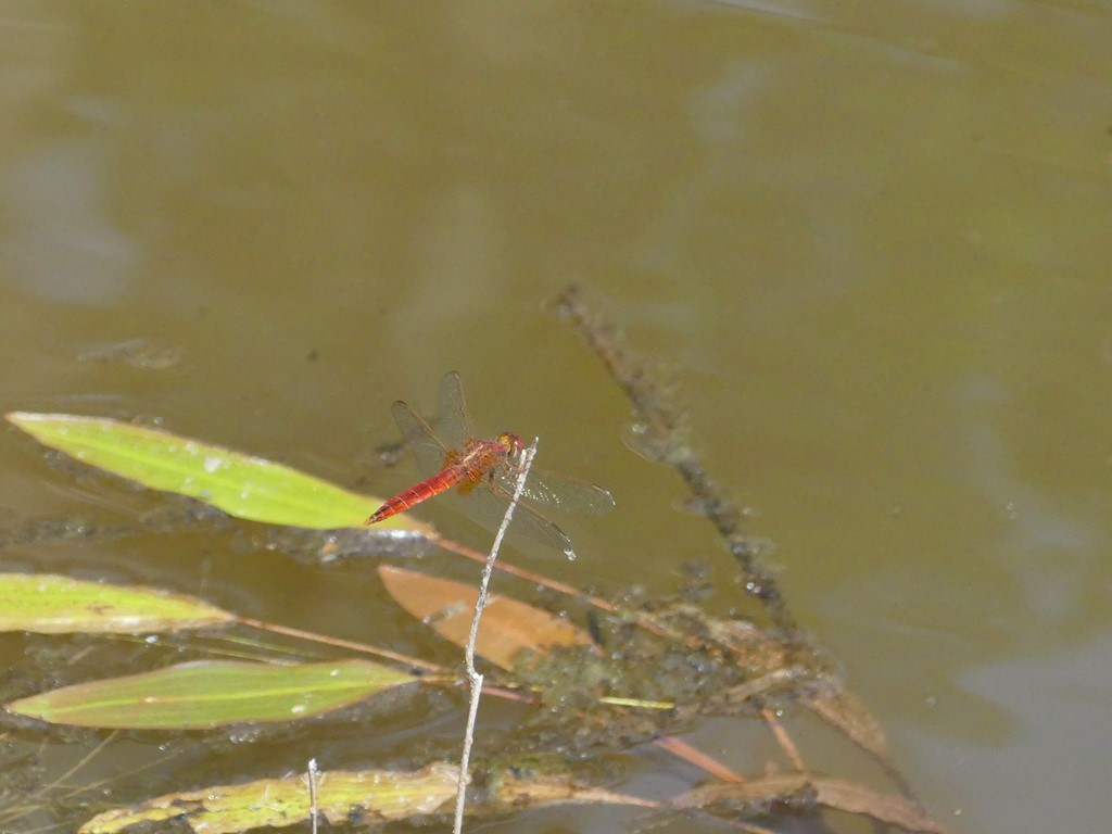Crocothémis écarlate