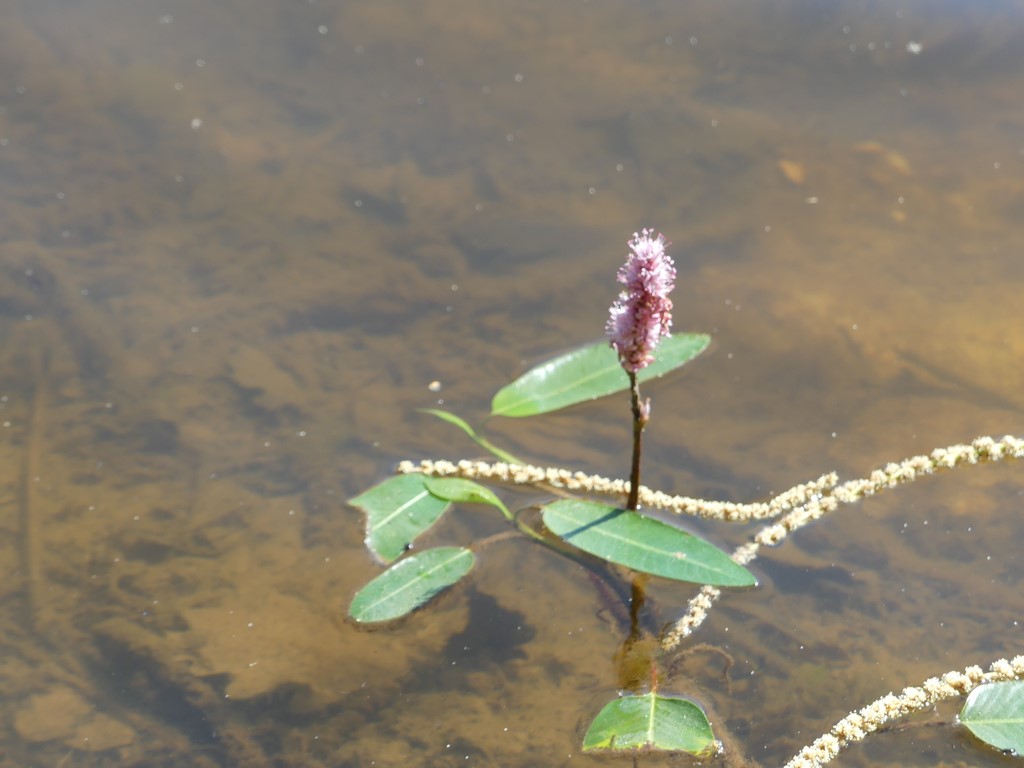 Une fleur de potamot semble nous regarder !