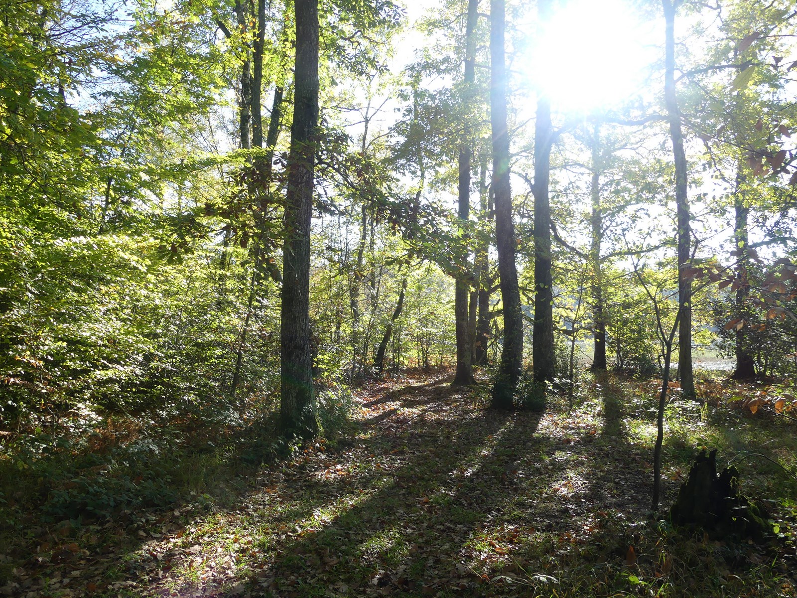 Se laisser éblouir par le soleil