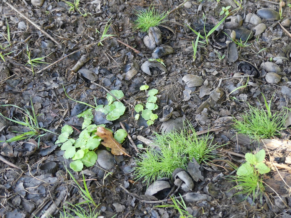 Hydrocotyle commun et pilulaire