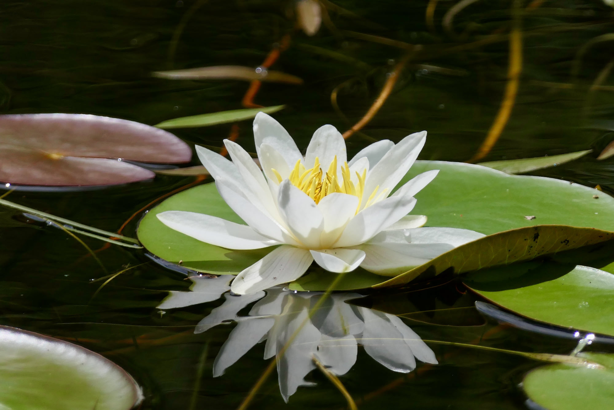 Nénuphar blanc