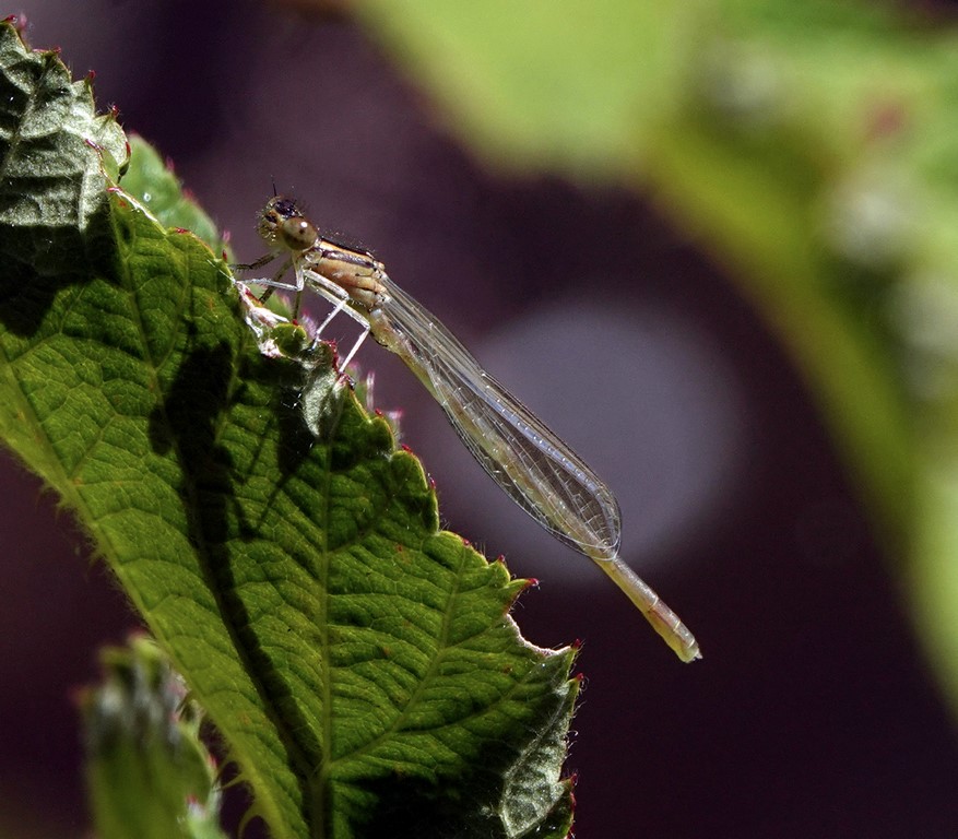 Coenagrion puella ténéral (forme jeune)