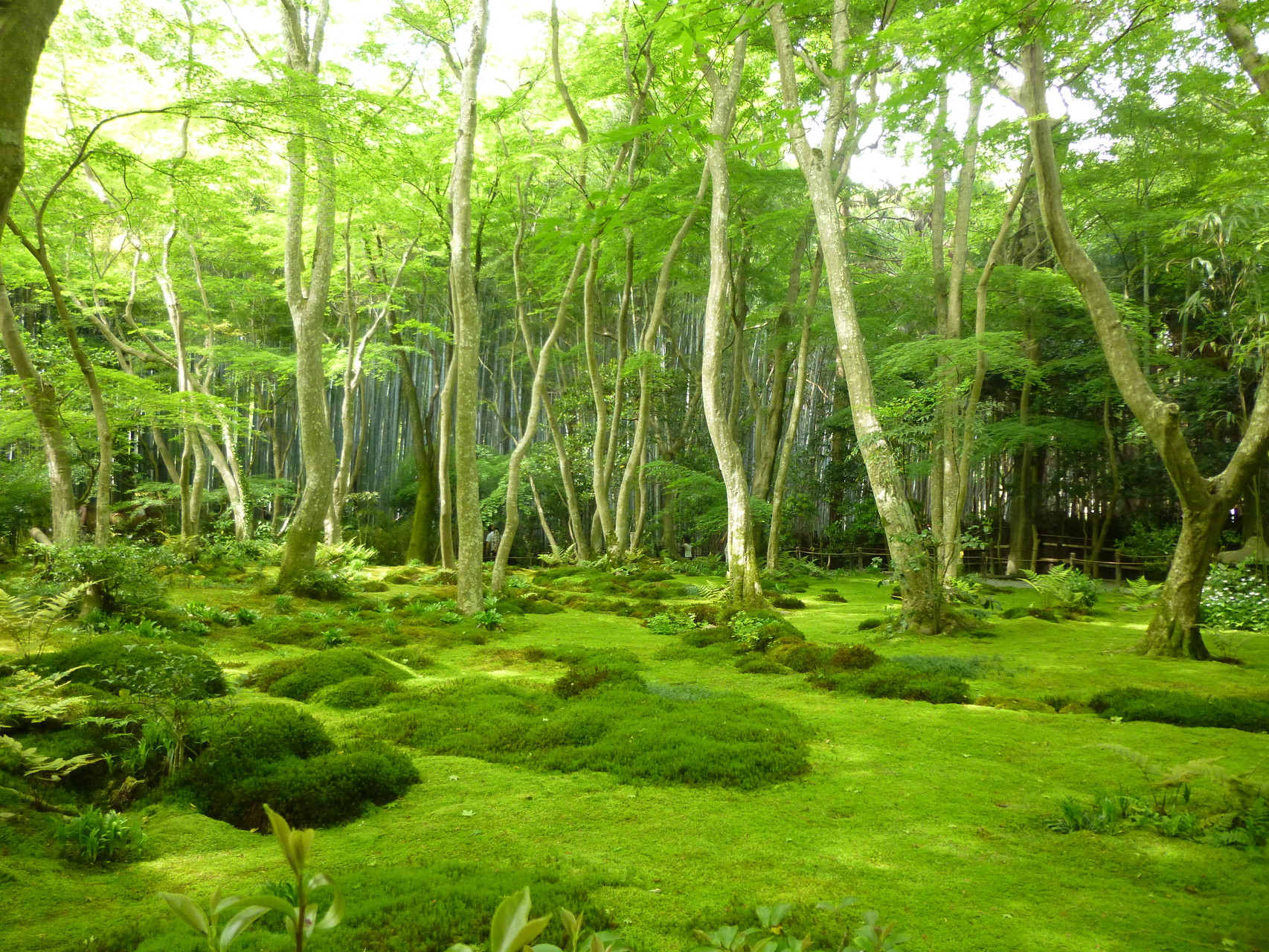 祇王寺の苔庭