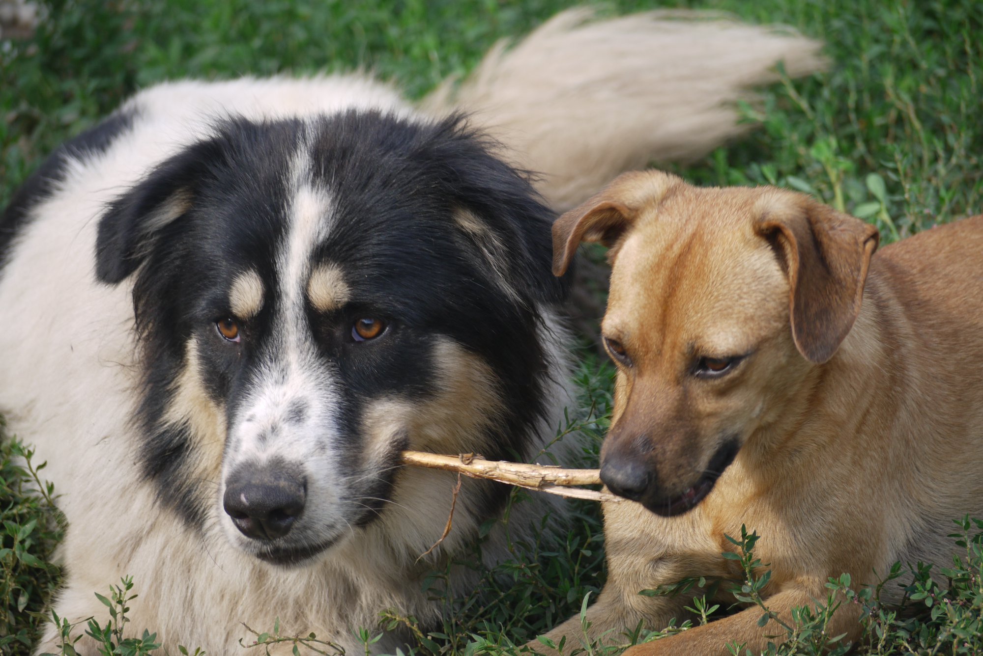 hunde patenschaft