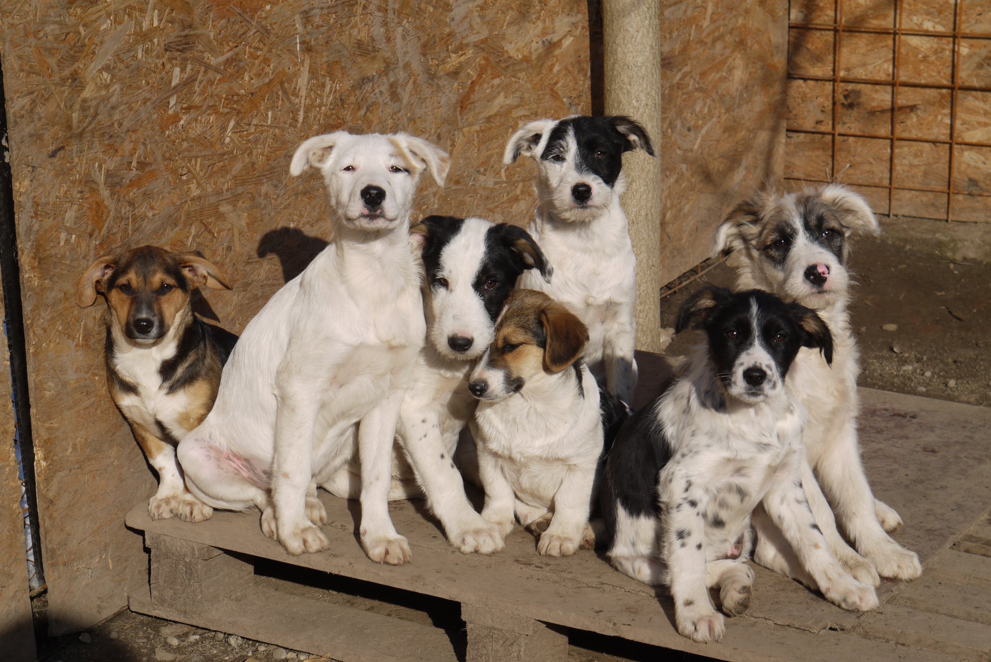 Hunde in Vermittlung Schutzhof für Hunde, Rumänien Hundevermittlung