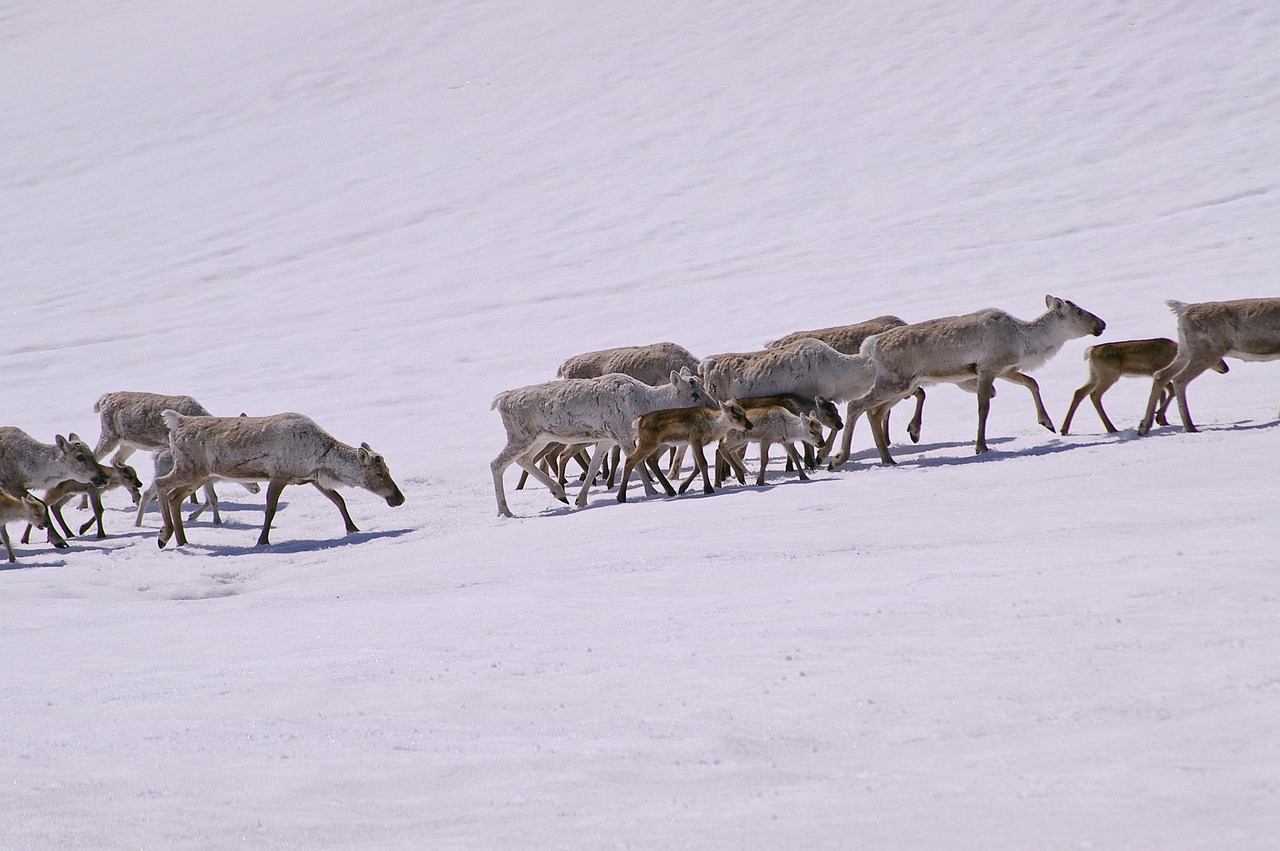 Wildtiere in Lappland: Verhalten bei Begegnungen mit Elchen, Wölfen und Bären