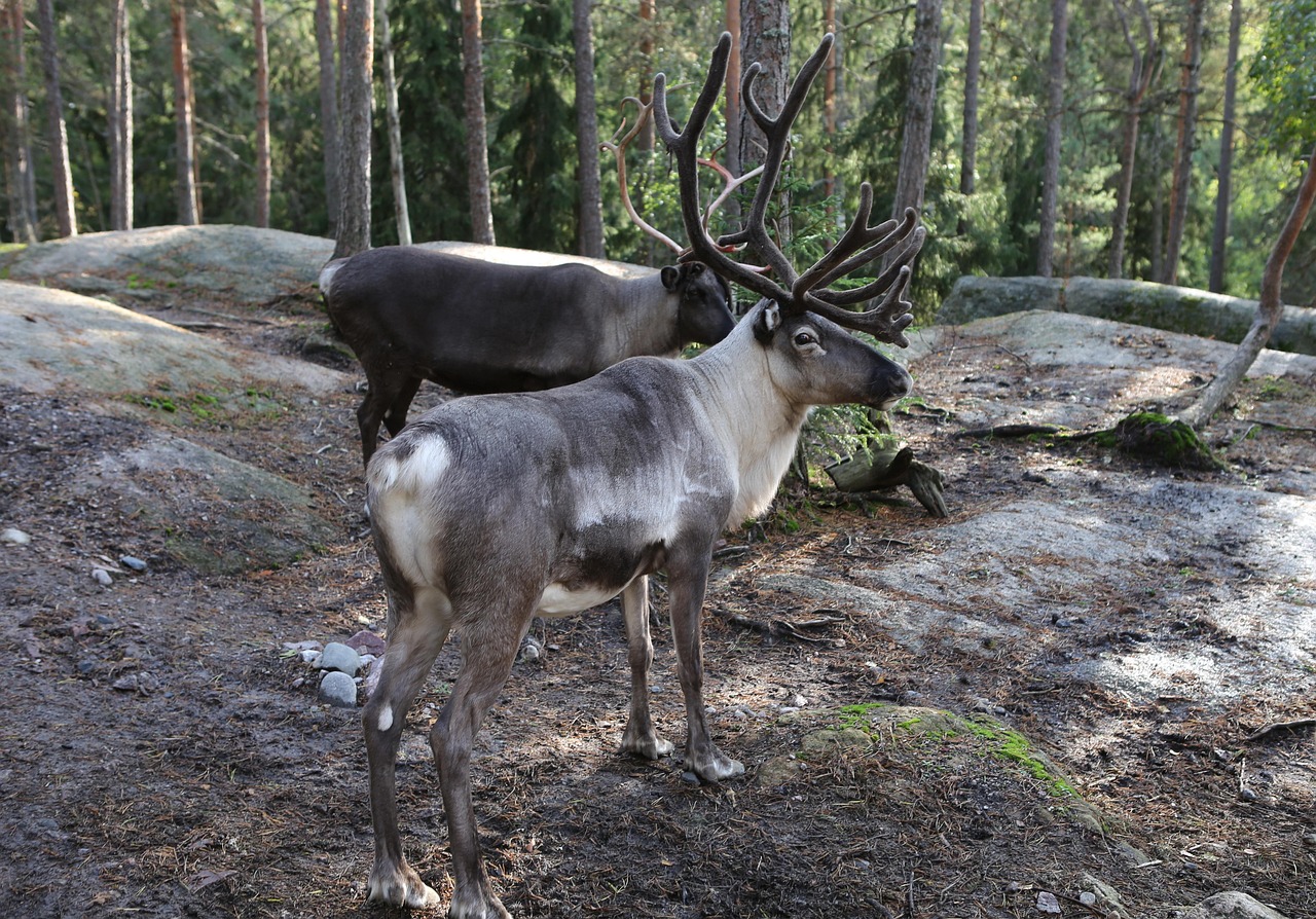 Rentiere in Lappland – Wie die Rentierzucht das Leben in Südlappland prägt