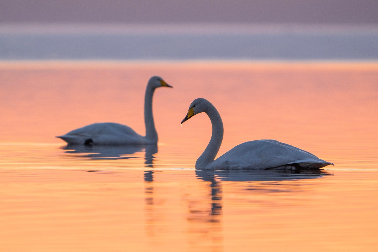 Singschwan