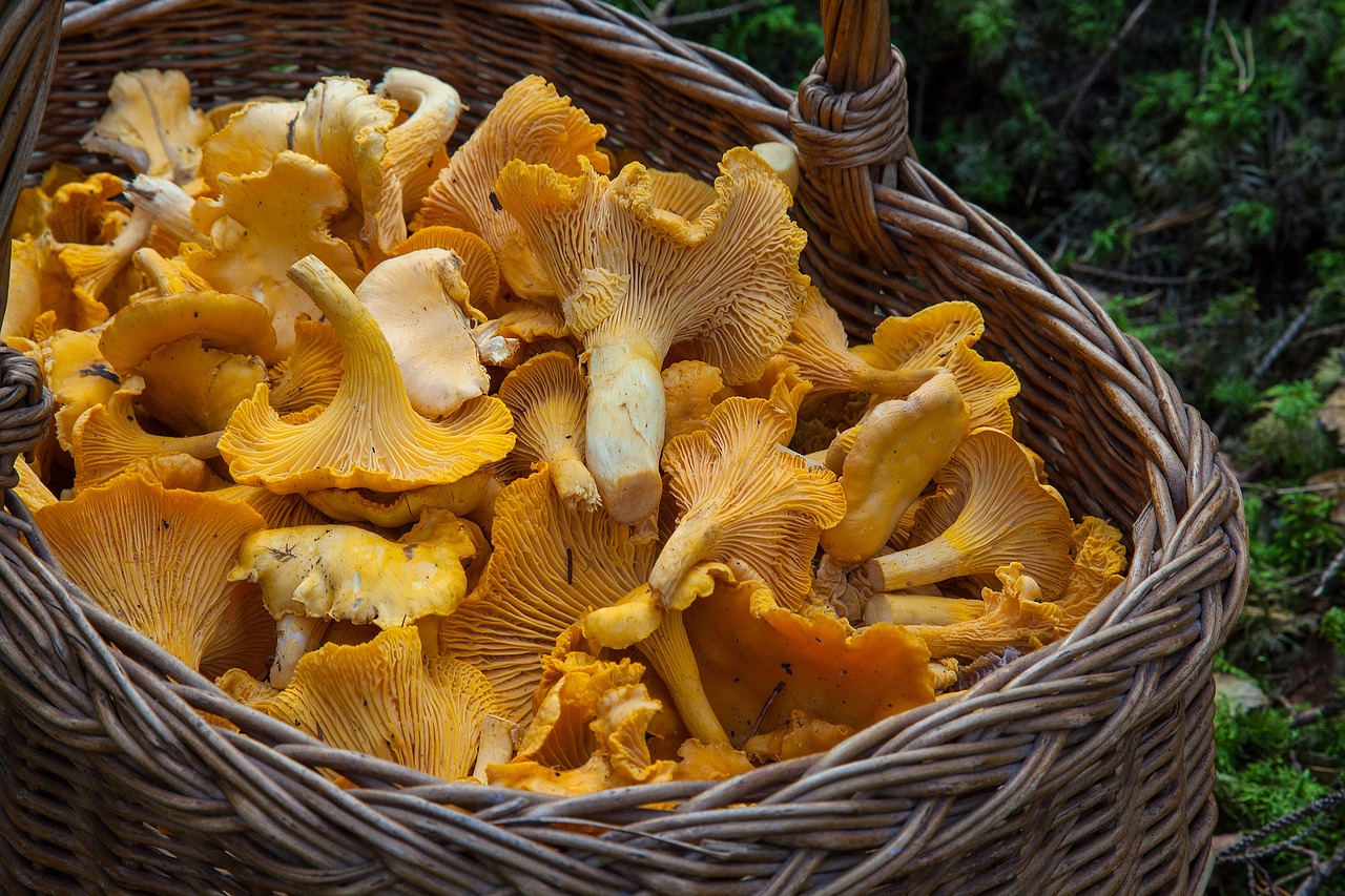 Welche Pilze wachsen im Herbst in Lappland?