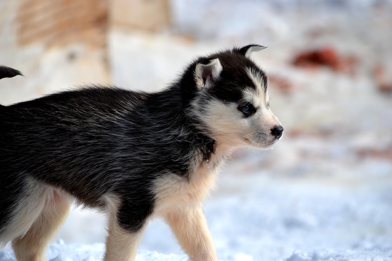 Huskytour bei O’Nordic Lapland – ein familiäres Abenteuer in Posio