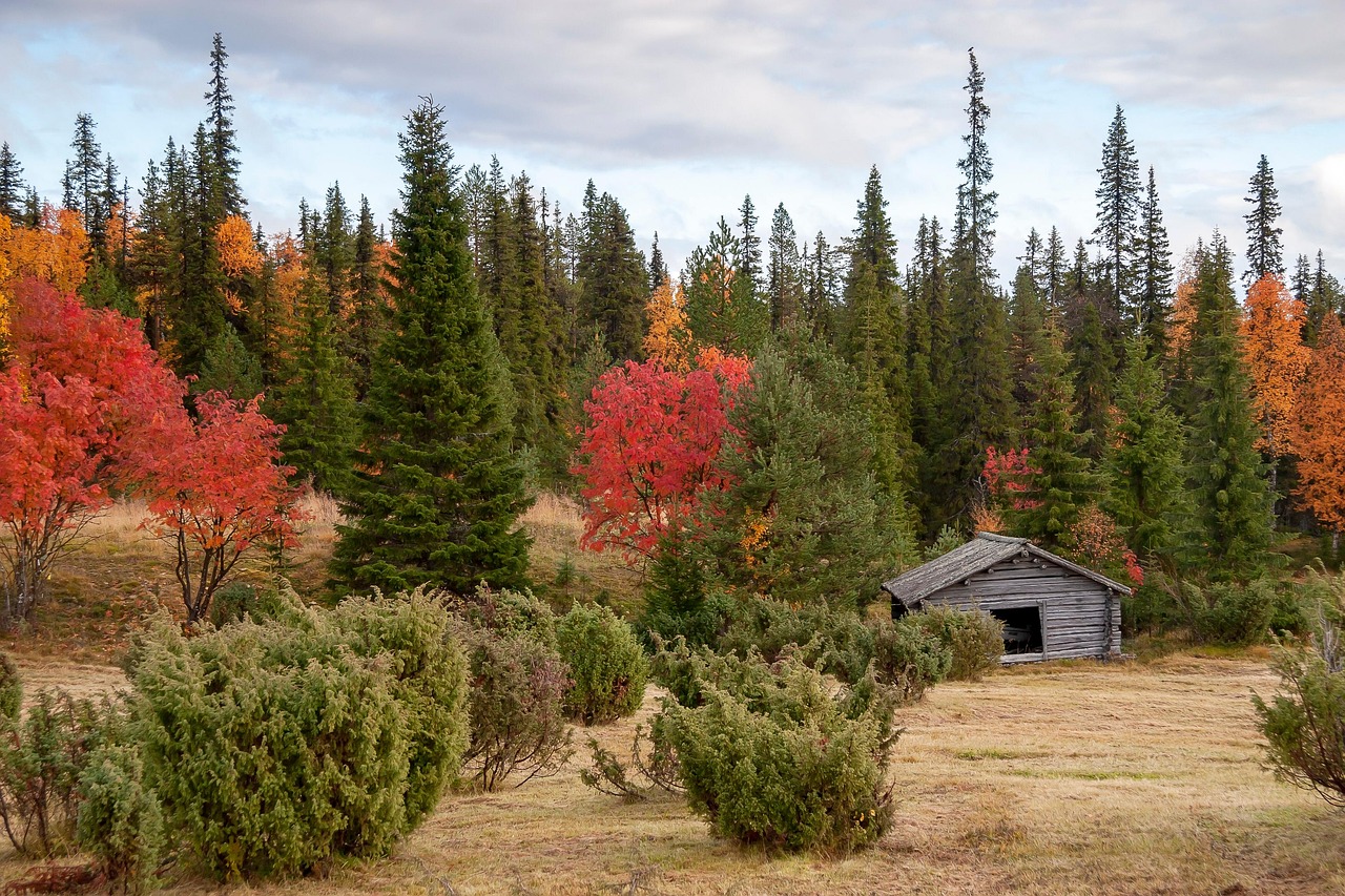 Lapplands acht Jahreszeiten: Natur, Klima und der Rhythmus der Samen