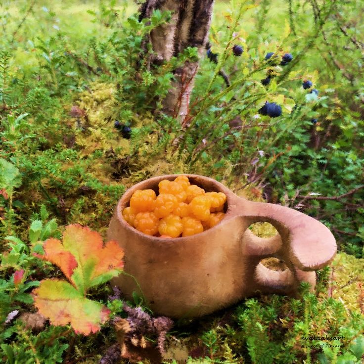 Moltebeeren pflücken in Lappland: Reifezeit, Tipps und das Gold der Moore bei Ranua entdecken