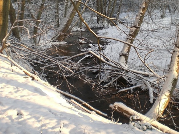 Pfälzerwald im Winter verschneit