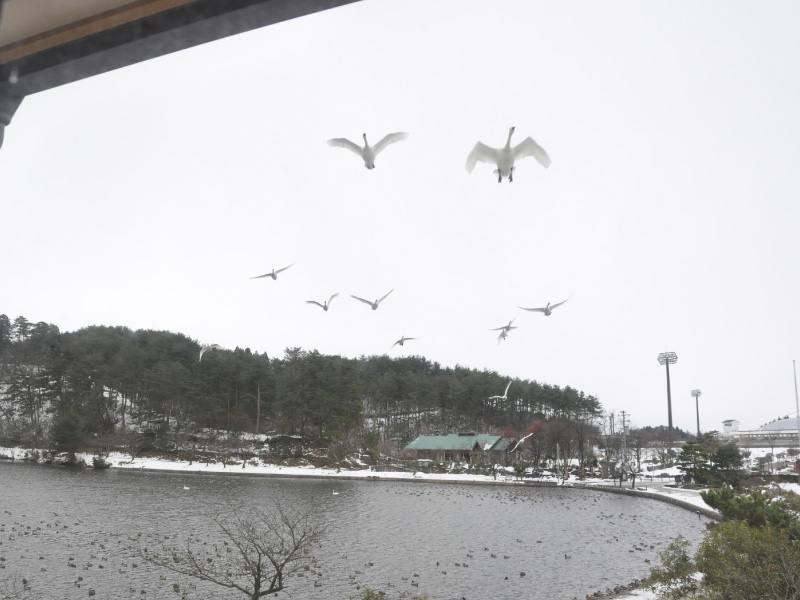 ますがた荘の室内から見える升潟の湖上を飛ぶ白鳥の群れ