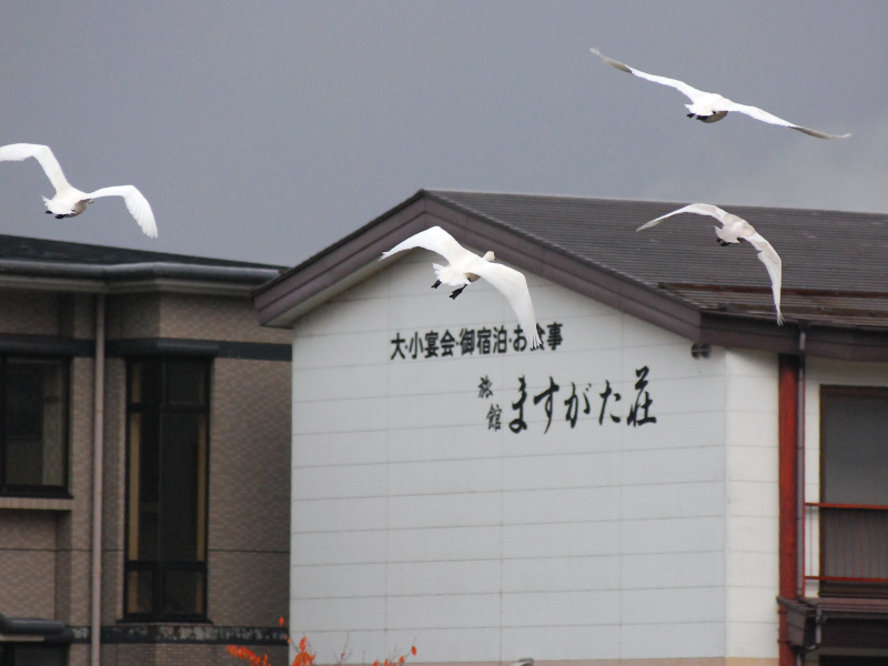 ますがた荘（新潟県新発田市五十公野）の建物の近くを飛ぶ升潟の白鳥