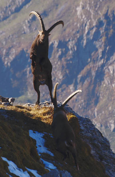 Alpensteinbock