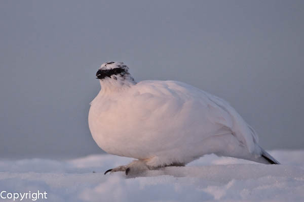 Alpenschneehuhn, Henne im Winterkleid