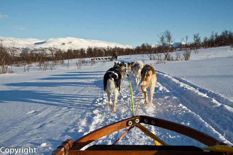 Dog Sledge in Tromsö