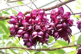 国の特別天然記念物アイラトビカズラ。開花は4月下旬～５月