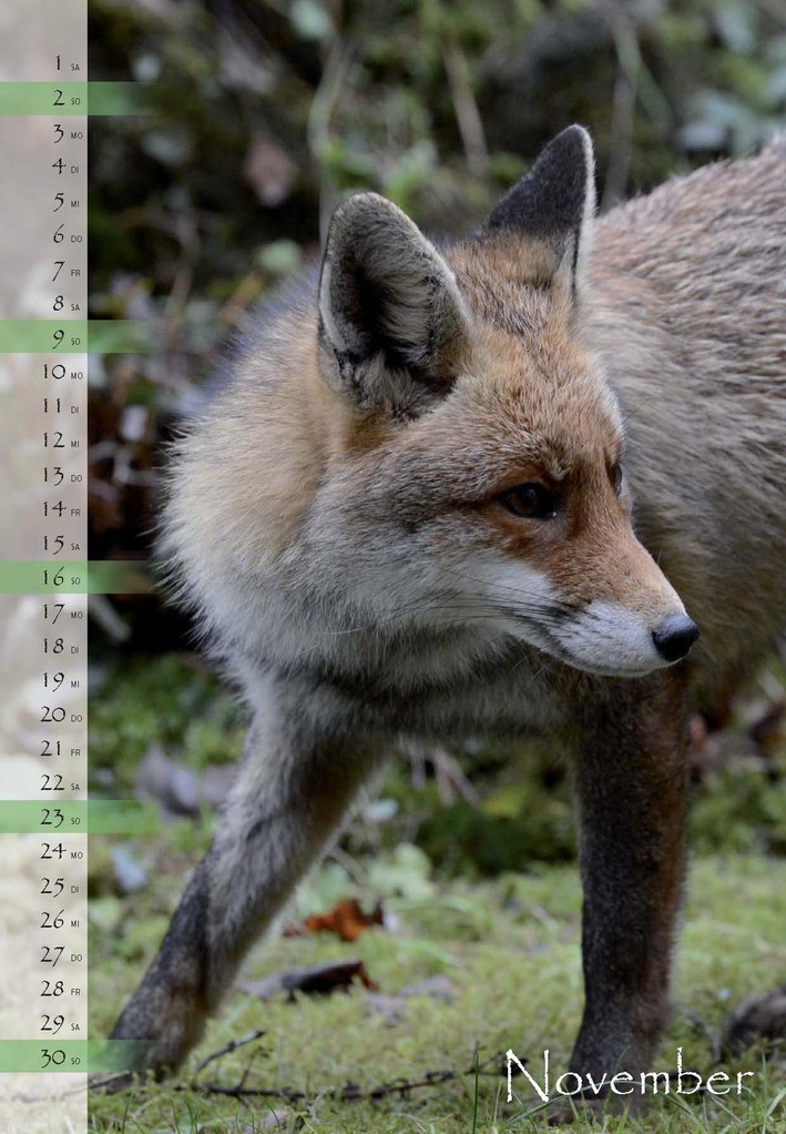 naturdorado-SHOP Fuchs-Kalender und Gartenvögel-Kalender - euldorado