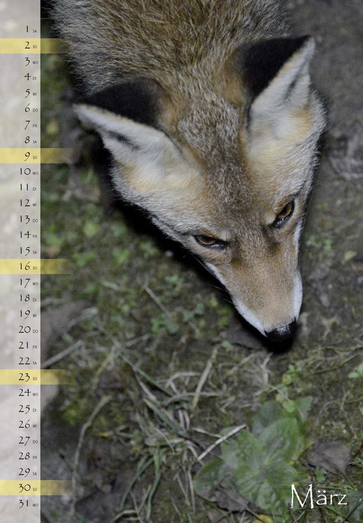 naturdorado-SHOP Fuchs-Kalender und Gartenvögel-Kalender - euldorado