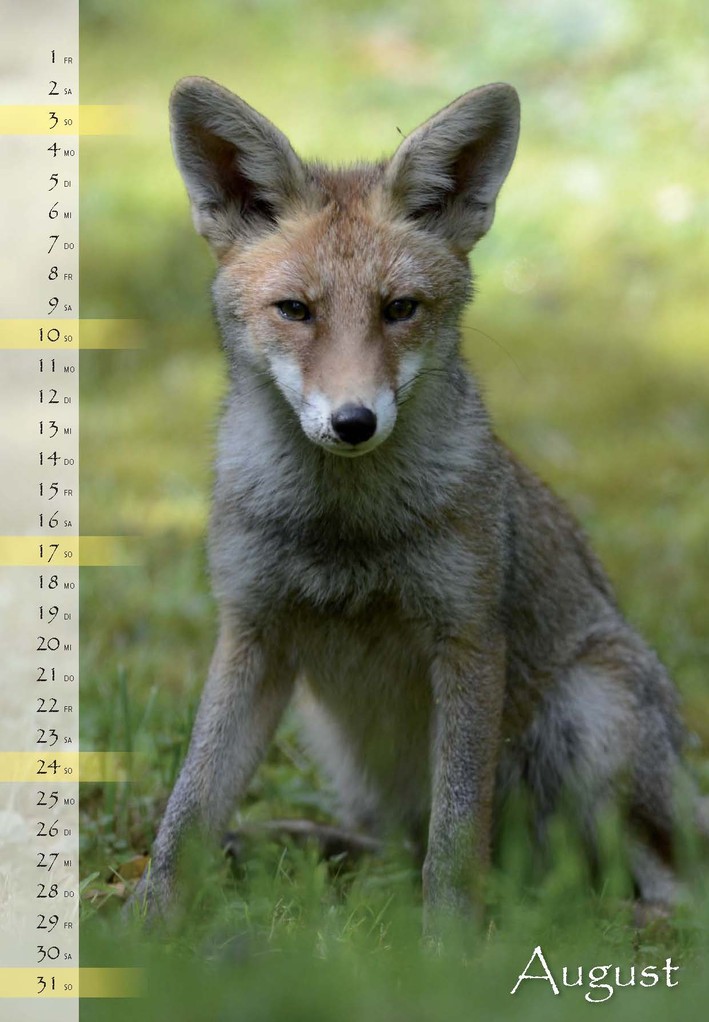 FuchsKalender und GartenvögelKalender euldorado