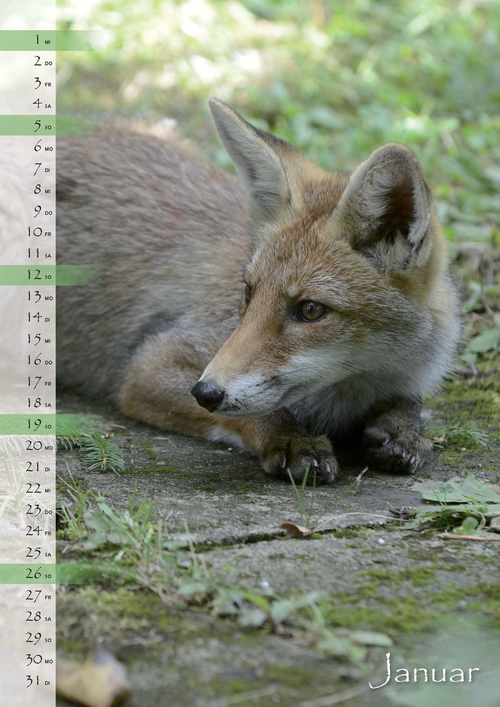 naturdorado-SHOP Fuchs-Kalender und Gartenvögel-Kalender - euldorado