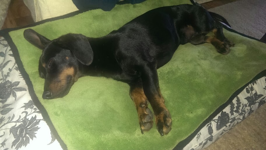 Benji, jetzt FIDO - Hund-sucht-Sofa