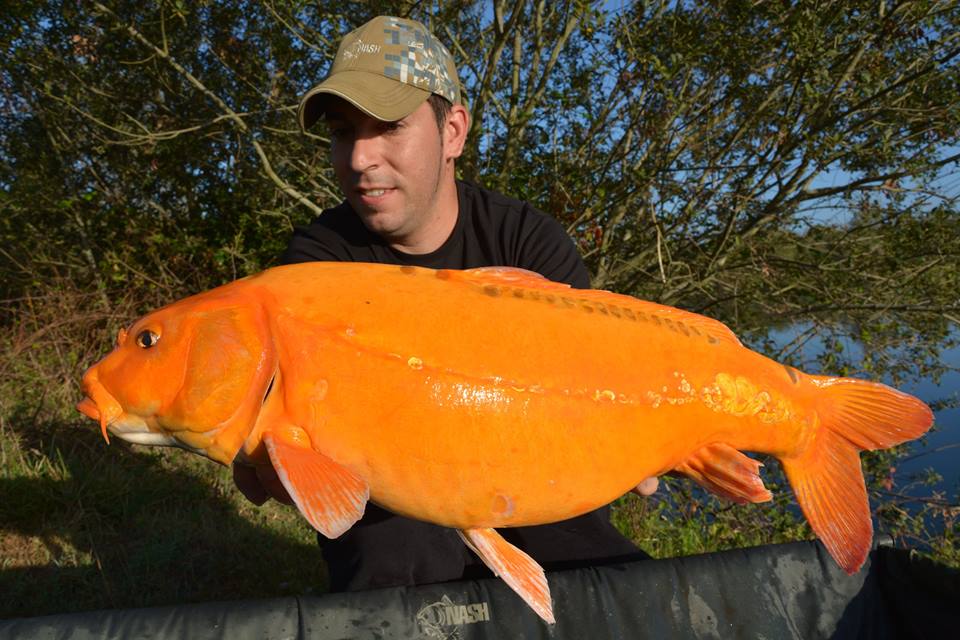Peche de la grosse carpe koi Pêche de la carpe Iktus Peche de la grosse carpe koi Pêche de la carpe Iktus