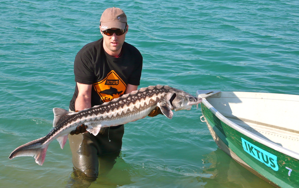 sturgeon white guelden
