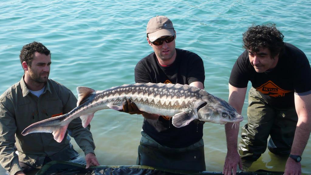 Esturgeon gulden diamant blanc du lac Iktus
