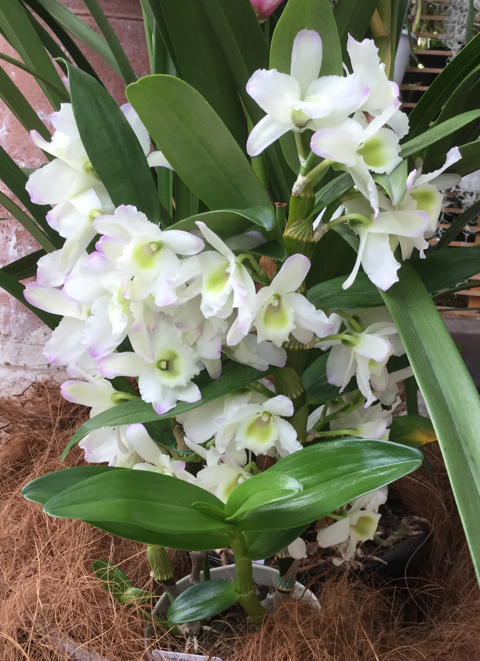 蘭を育てたい方に！(洋蘭・カトレア類)をまとめてお安くお譲りします