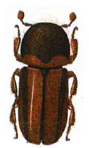 Käfer von oben