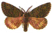 Männchen