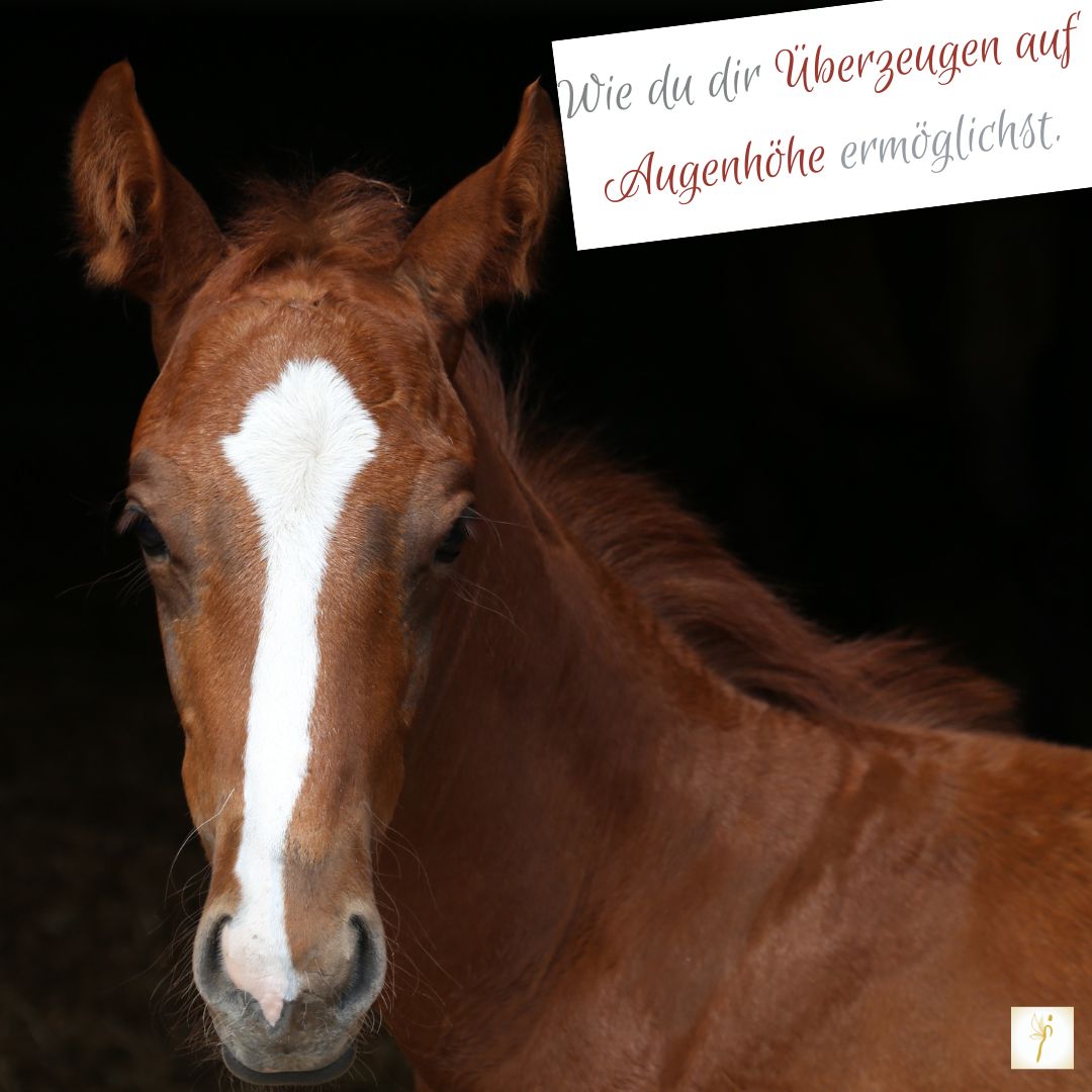 Wie du dir Überzeugen auf Augenhöhe ermöglichst