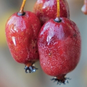 ©Javoy Plantes, variété kiwaï rouge, le mini-kiwi à la chair rouge