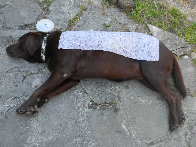Stabile Seitenlage. Hund liegt auf seiner rechten Körperseite. Kopf und Wirbelsäule bilden eine Linie. Vorder- und Hinterläufe sind auseinander gezogen